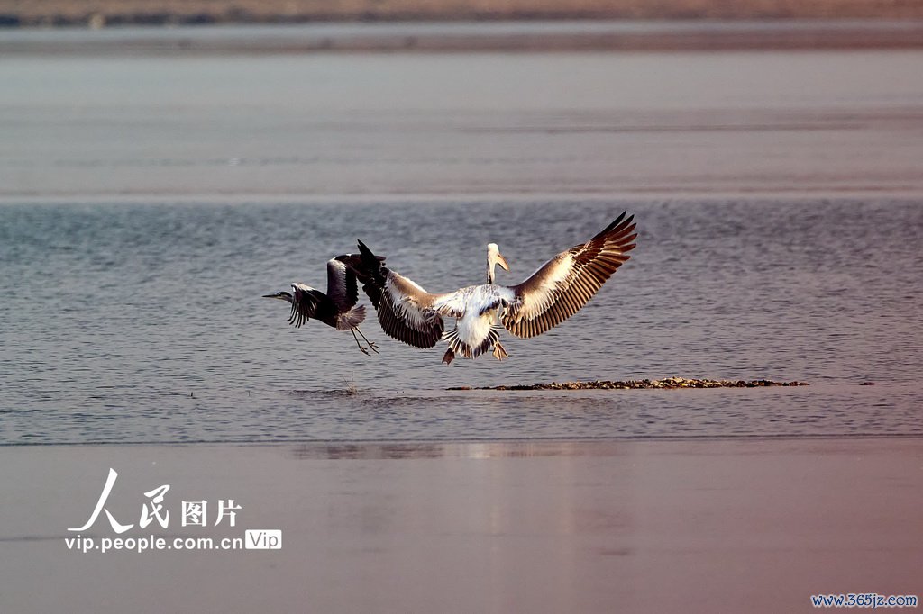 2025年12月22日，北京昌平，卷羽鹈鹕现身沙河水库。